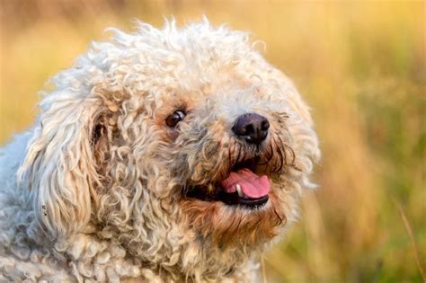 17 Dog Breeds with Curly Hair: Curly Canines!