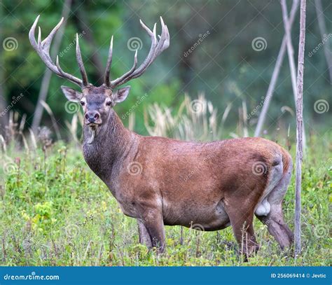 Portrait of Red Deer with Antlers in Forest Stock Photo - Image of ...