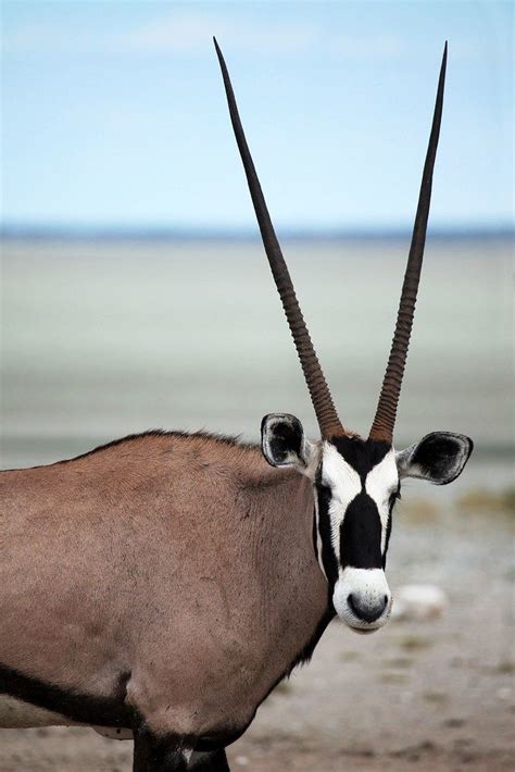 oryx | Unusual animals, Rare animals, Animals with horns