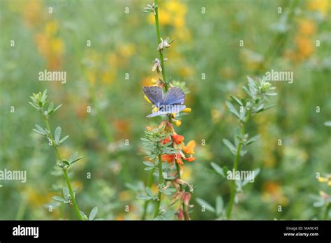 Endangered Palos Verdes blue butterfly Stock Photo - Alamy