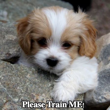 Cavachon tricks training - Platpets - Training Resources For Your Pet