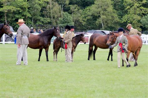 Home Page - New Forest Pony & Cattle Breeding