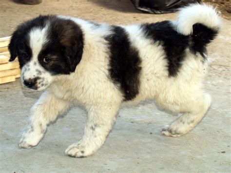 Karakachan (Bulgarian Shepherd) Info, Temperament, Puppies Pictures, Video