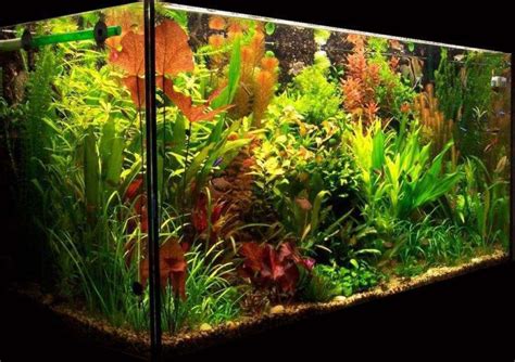 Lighting for a Planted Aquarium | Planted aquarium, Live aquarium ...