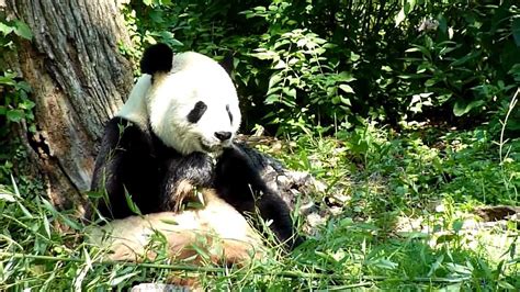 Giant Panda Tian Tian @ National Zoo Washington DC - YouTube