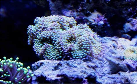 Good Corals for Beginners: Mushroom Corals - Reef Aquarium