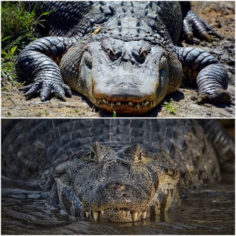 Alligator vs Crocodile: All 9 Differences Explained