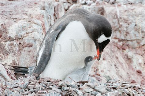 Gentoo Penguin & Chick – Tom Murphy Photography