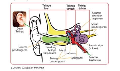 Bagian-bagian Telinga dan Fungsinya, Ini Ulasan Lengkap dengan Gambarnya