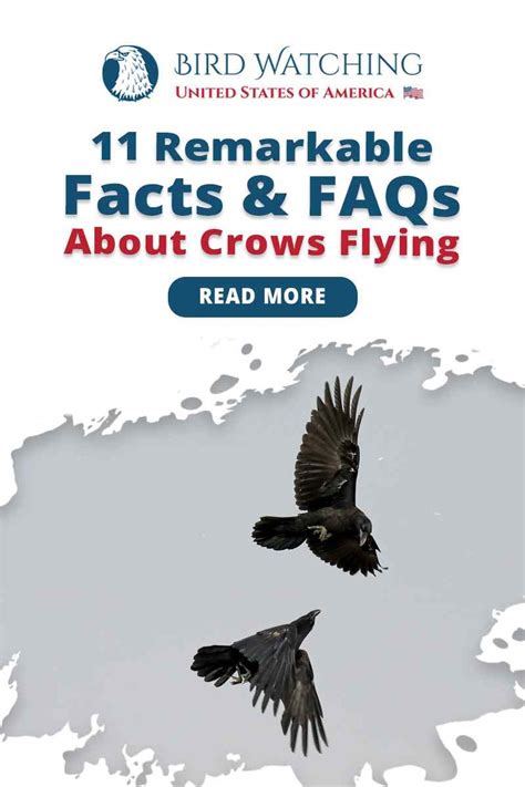 11 Remarkable Facts and FAQs about Crows Flying