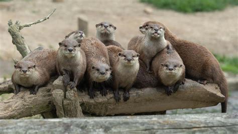 Shining a Species Spotlight on the Asian Small-Clawed Otter - EcoWatch