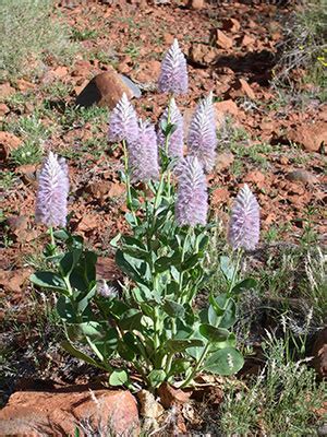 Mulla mullas, foxtails or pussytails - Alice Springs Desert Park