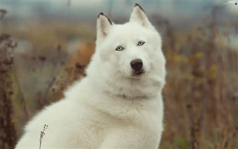 Siberian, Husky, White - Dogs wallpapers: 1600x1200