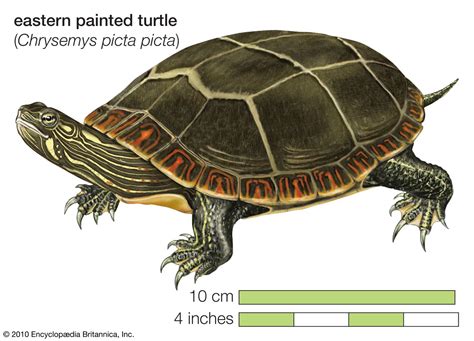 Painted turtle | aquatic, omnivorous, North America | Britannica