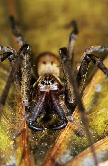 Sheet-web spider – Spiders and other arachnids – Te Ara Encyclopedia of ...