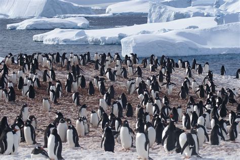 Penguin Colony Antarctica | Natural landmarks, Antarctica, Landmarks