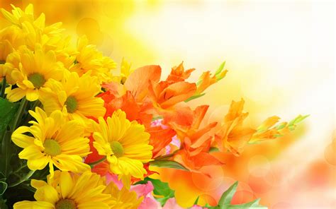 Yellow Wallpaper Hd Flower - free ultrahd wallpaper