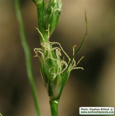 Carex divulsa (Grey Sedge) : MaltaWildPlants.com - the online Flora of the Maltese Islands.