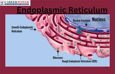 Endoplasmic Reticulum: Definition, Diagram, Types, Structure and Functions