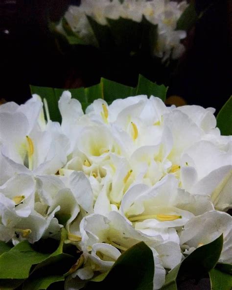 দোলনচাঁপা (Dolonchapa Phool) /White Ginger Lily | White garland ...