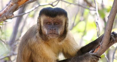 Capuchin monkeys’ stone-tool use has evolved over 3,000 years : r/science