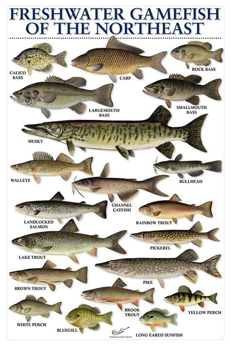 Freshwater Gamefish of the Northeast - On The Water | Fish chart, Freshwater fish, Types of fish