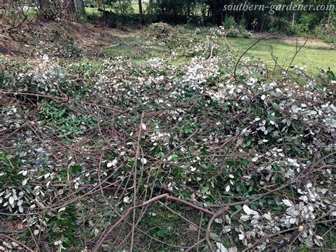 Major Elaeagnus (Silverberry) Pruning: 8 Years of Growth – Southern ...