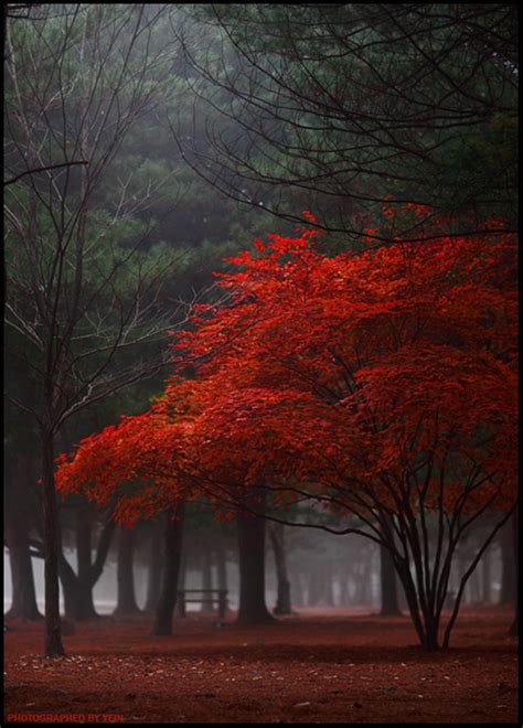 40 Naturally Beautiful Photos of Trees | PSDFan