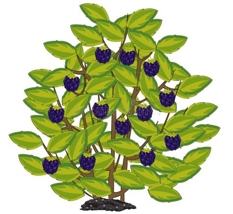 Blackberry Plant Drawing - Blackberry Plant Drawing At Getdrawings ...