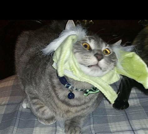 My cat absolutely thrilled about wearing Yoda ears. : r/funny