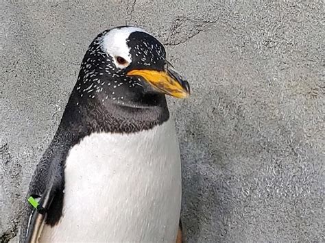 WATCH AND LEARN: Penguins at Tennessee Aquarium tend to first egg of 2020 nesting season ...