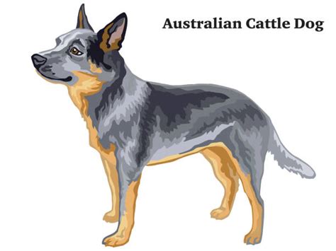 Blue Heeler Illustrations, Royalty-Free Vector Graphics & Clip Art - iStock