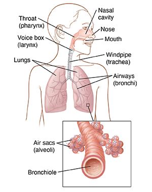 Anatomy of the Respiratory System in Children | Spectrum Health Lakeland