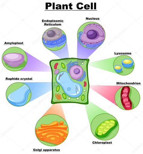 Diagram showing plant cell Stock Vector Image by ©interactimages #115706706