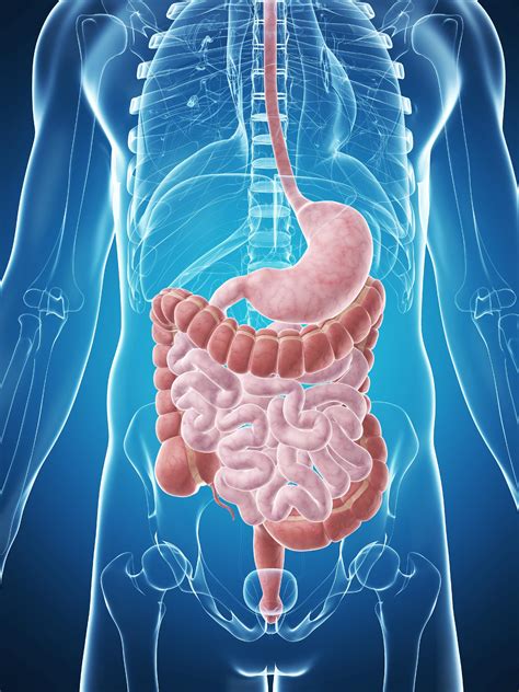 Intestinal Cancer | Small Intestine Cancer | MedlinePlus