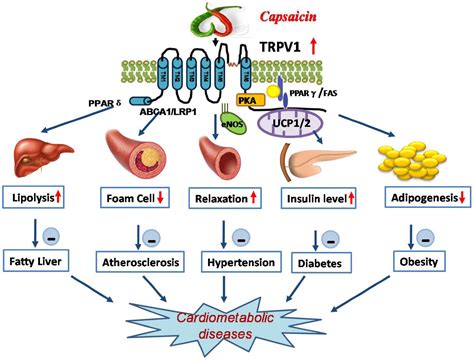 Nutrients | Free Full-Text | Dietary Capsaicin Protects Cardiometabolic ...