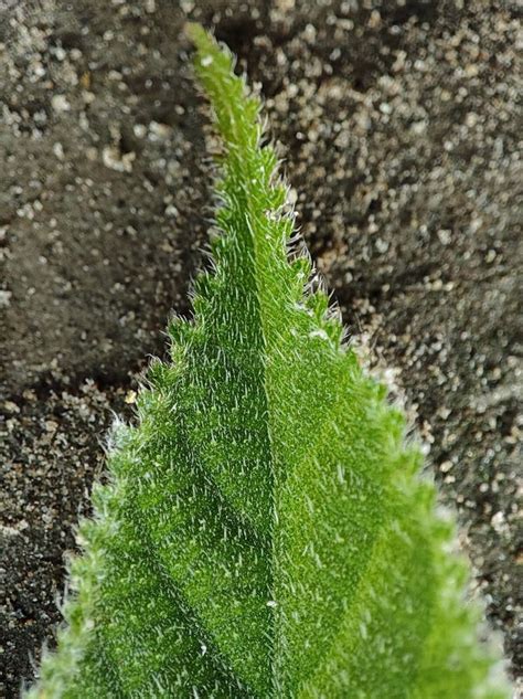 Green Leaf Macro Picture with High Resolution Stock Image - Image of ...