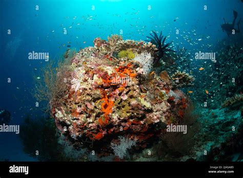 Coral reef scenery Stock Photo - Alamy