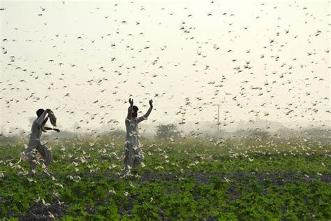 Photos: The Locust Swarms of 2020 - The Atlantic