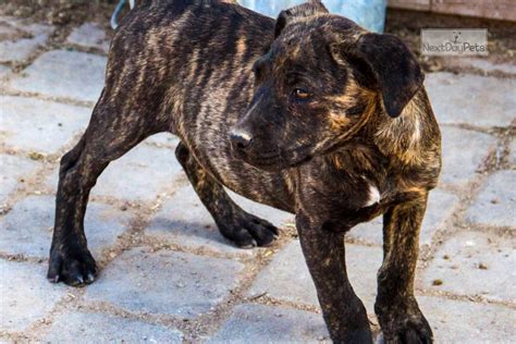 Brindle F Ws: American Bandogge Mastiff puppy for sale near Phoenix, Arizona. | d0f27c15-66c1