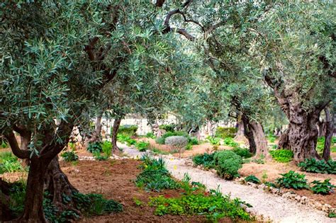 5 Best Olive Trees For Landscaping (Incl. Arrangement Tips) | Oliviada ...