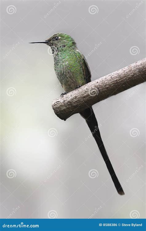 Black-billed Streamertail stock photo. Image of animal - 8588386