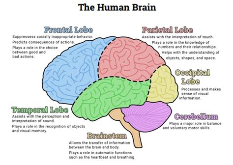 The Human Brain (Diagram) (Worksheet) | Therapist Aid | Human brain ...