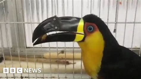 Trafficked toucan fitted with prosthetic beak in Brazil - BBC News