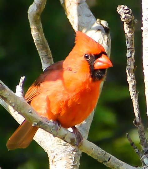 Birds in Florida During the Summer