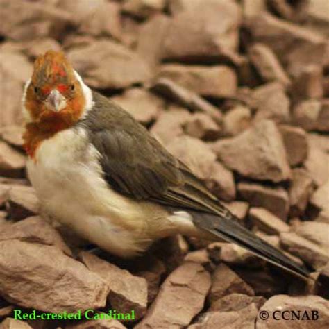 Red-crested Cardinal | North American Birds | Birds of North America