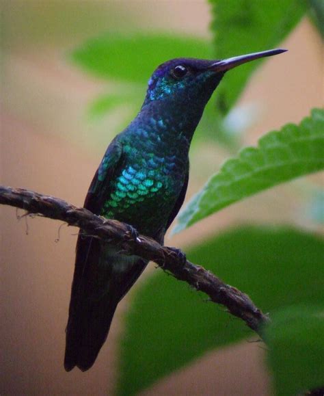 Hummingbirds of Manu National Park