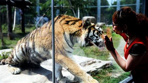 The UAE is not a zoo! Exotic animals confiscated from Sharjah homes | Al Bawaba