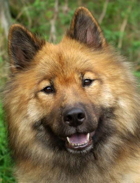 Eurasier dog and puppy: Size, price, temperament, weight, colours