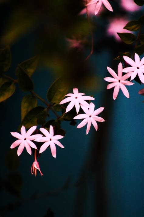 Pink Jasmine Flowers · Free Stock Photo